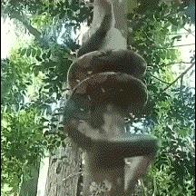 《蛇纹天书
